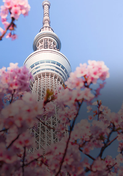 7D japan